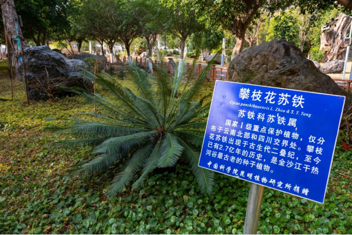 大发彩票